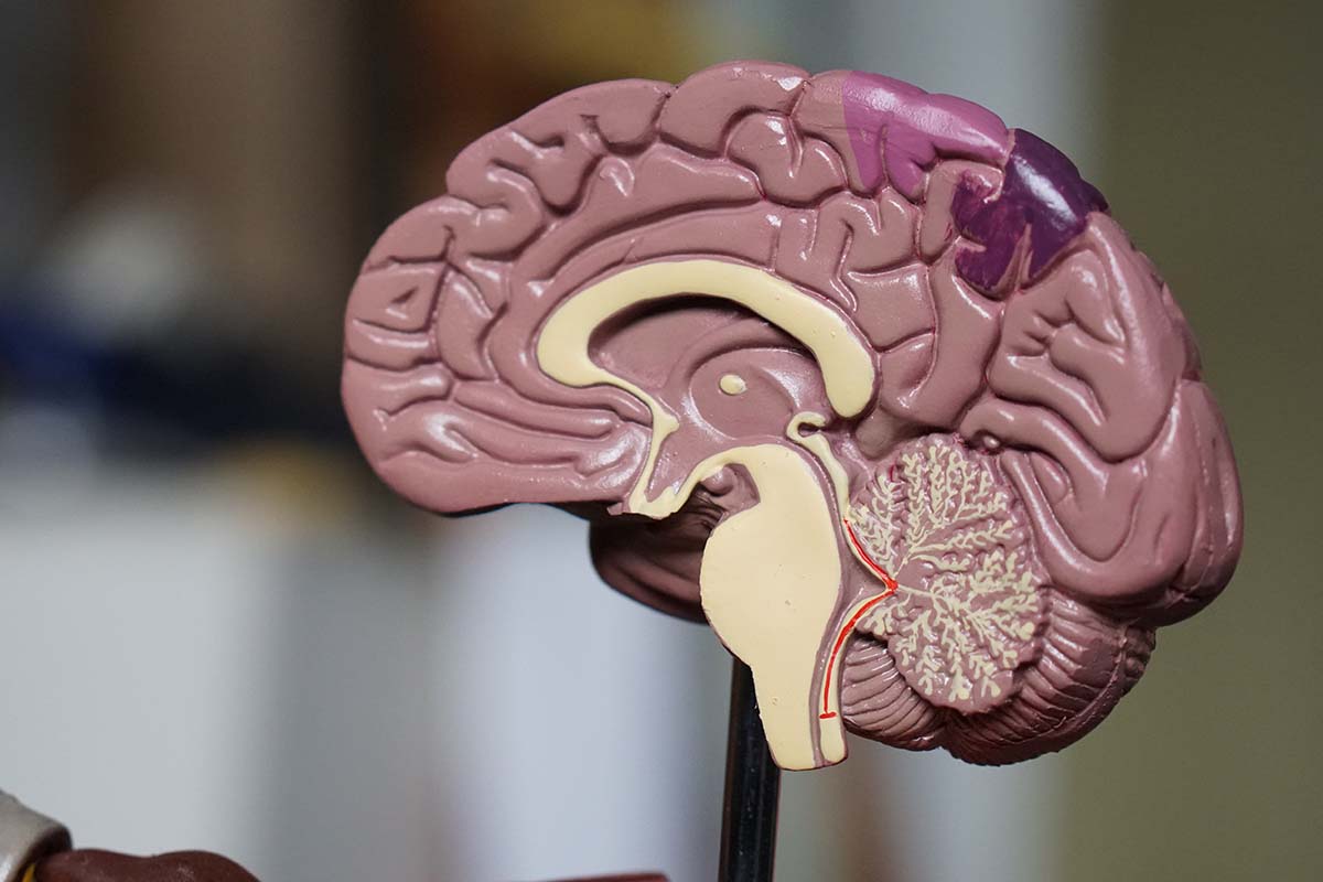 Curiozități despre creierul uman