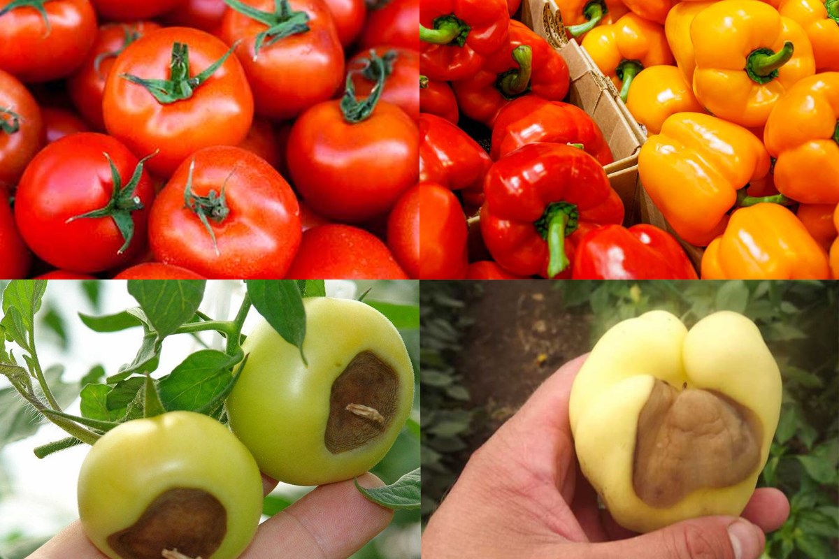 De ce apare carența de calciu la roșii și ardei. Ce trebuie să faci de fapt, această soluție rezolvă instant problema