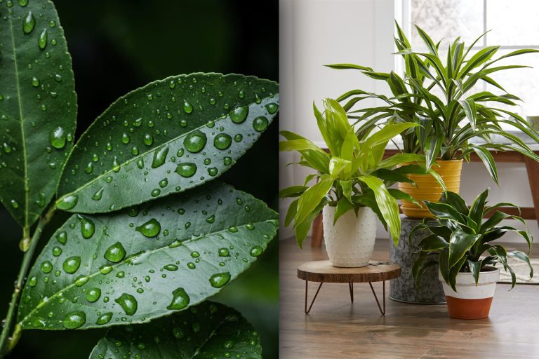 De ce plâng frunzele plantelor. Semnalul pe care îl transmit, de fapt