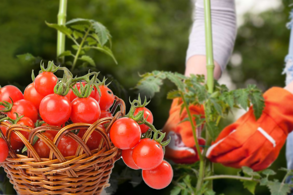 De ce recolta de rosii e slaba. Ce trebuie sa faci pentru ca situatia sa nu se repete la anul