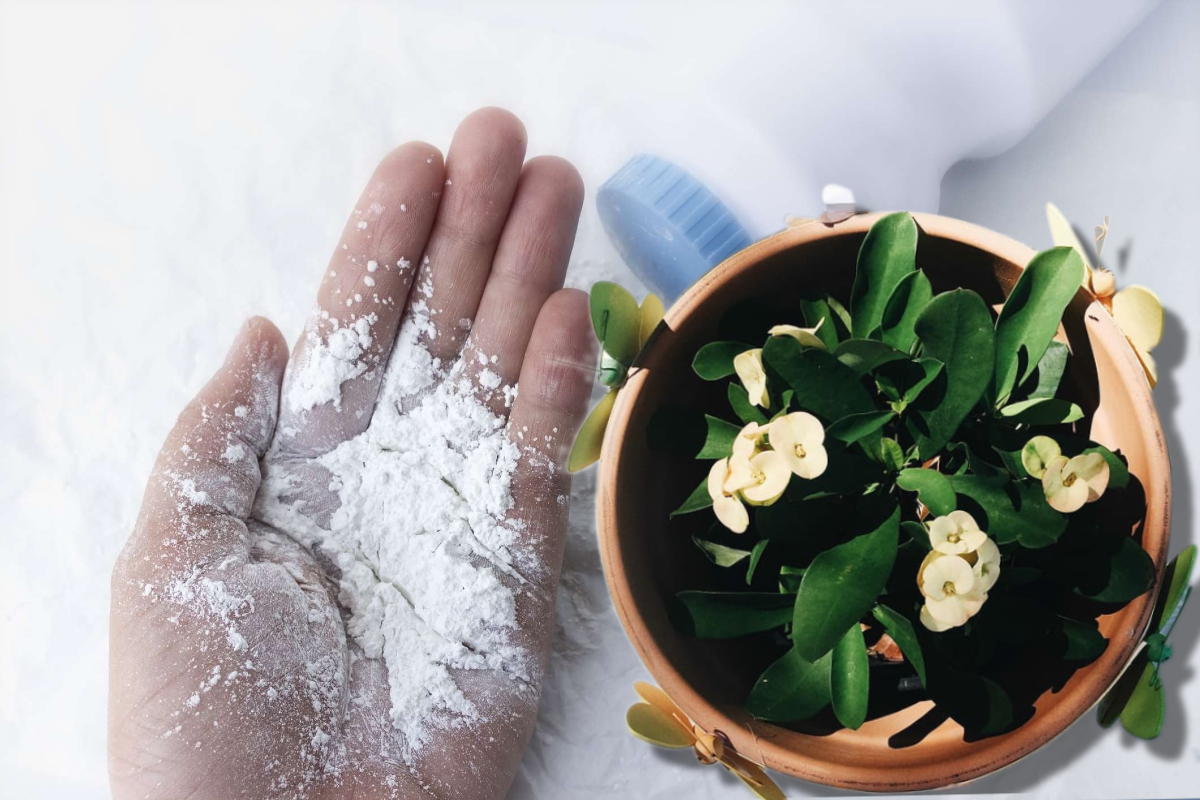 De ce sa presari faina la radacina plantelor. Efectul este spectaculos, toti vecinii vor dori sa stie secretul tau