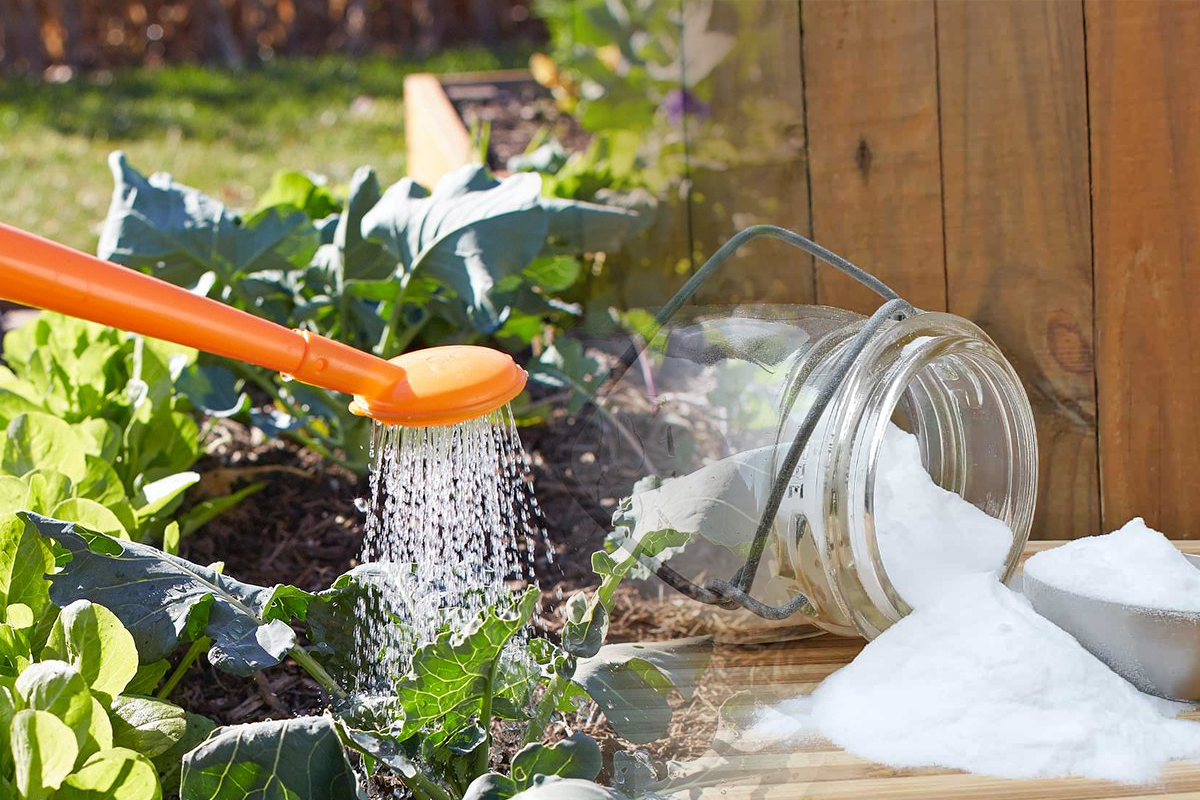 De ce să pui bicarbonat de sodiu în apa cu care stropești legumele din grădină