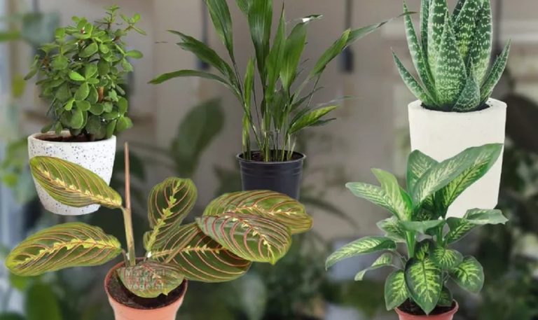 De ce să pui coji de ceapă pe plante. Sfatul de aur al grădinarilor profesioniști, vei iubi acest secret