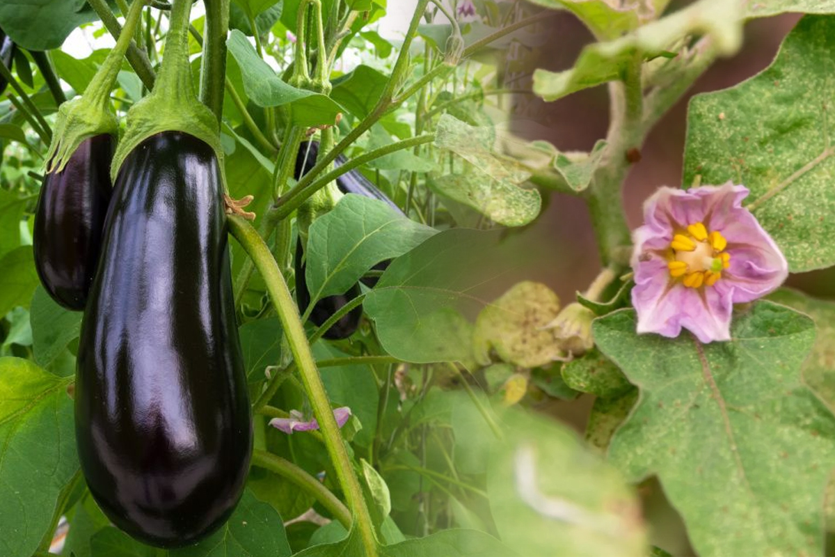 De ce se usuca frunzele de vinete, de fapt. Cu ce trebuie sa le stropesti. Trucul pentru o recolta bogata