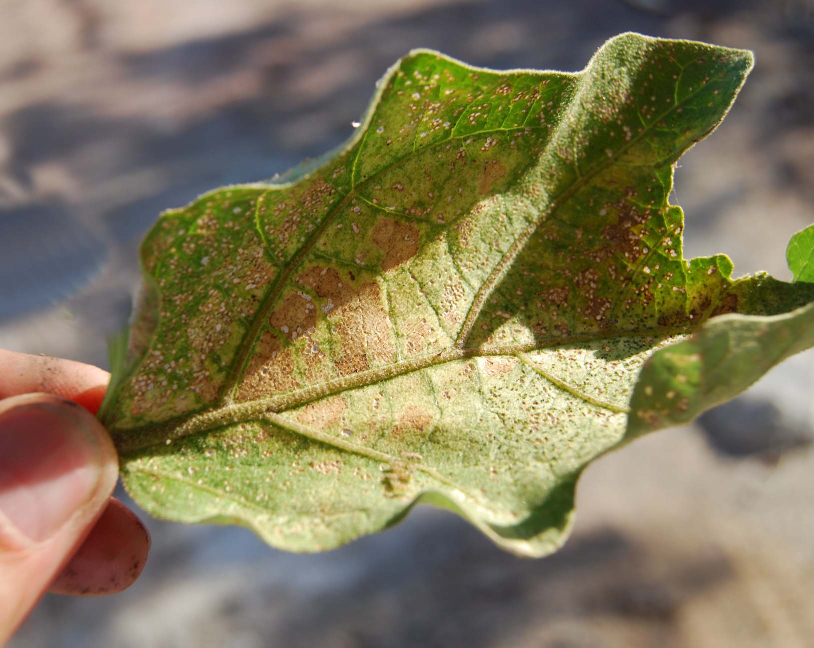 De ce se usuca frunzele de vinete. Specialistii au spus clar