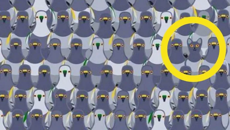 Iata unde se ascunde pisica