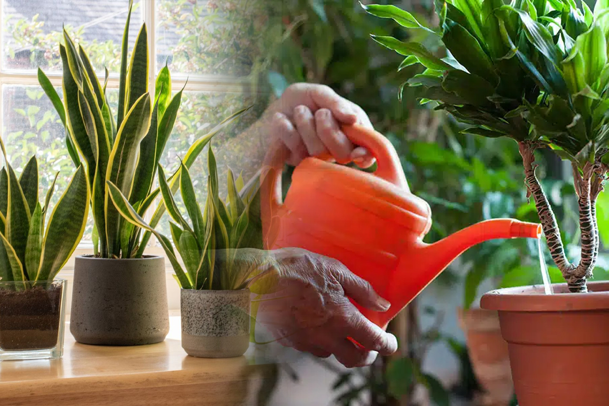 Ingredientul minune cu care să uzi florile din ghiveci în august