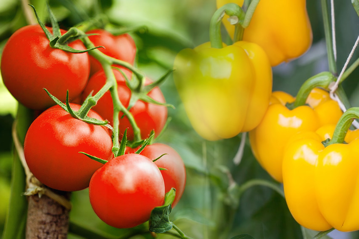 Ingredientul neașteptat pe care să-l presari în grădină. Recolta de ardei și roșii va fi uriașă, toți vecinii vor dori să afle rețeta