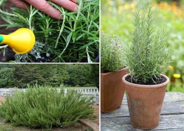 Trucul grădinarilor pentru ca rozmarinul să reziste peste 10 ani în ghiveci. Ce trebuie să faci, de fapt