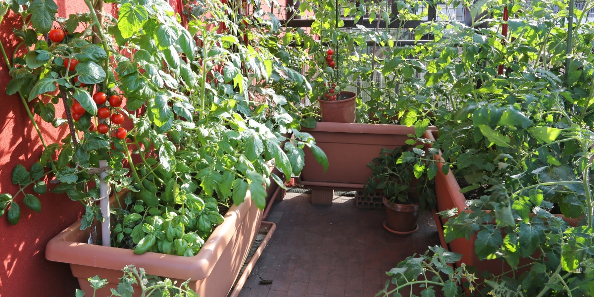 Legume pe care să nu le plantezi lângă roșii