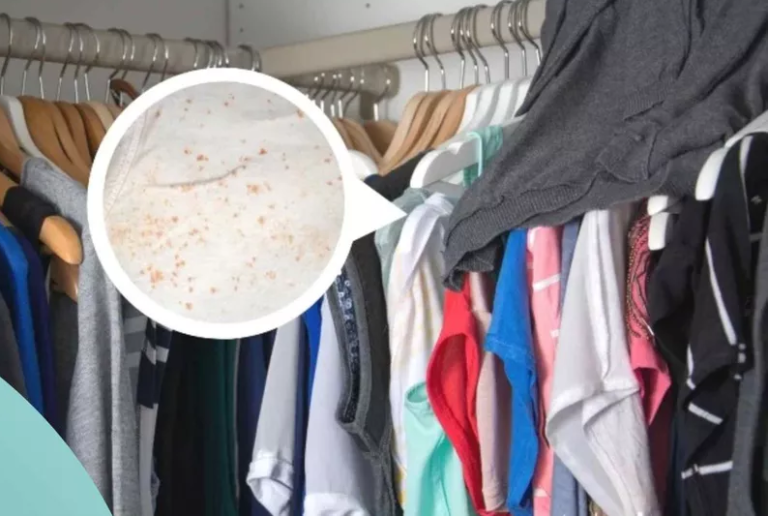 Metoda genială care îndepărtează mucegaiul din șifonier. Ai nevoie de un singur lucru banal ca hainele să miroasă din nou bine
