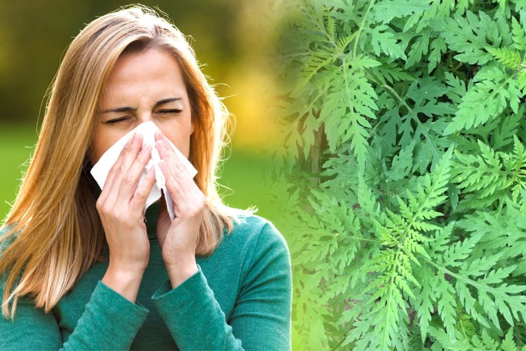 Momentul din an când se dezlănțuie puternic alergia la ambrozie. Este cea mai grea perioadă pentru cei alergici, ce metode sunt la îndemână
