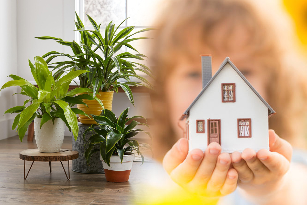 Plantele care iti aduc fericire si belsug în casă. Unde trebuie sa le tii pentru noroc la bani