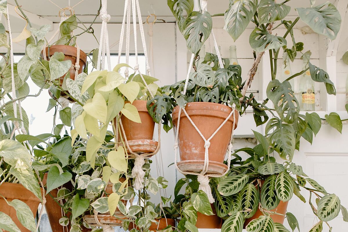 Singurul remediu care poate salva florile ofilite. Asta trebuie sa pui in ghiveci, de fapt. Reteta expertilor e minunata