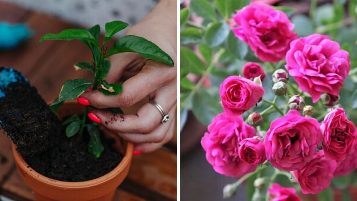 Truc pentru a avea flori tot anul