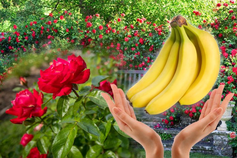 Soluția minune care îți umple trandafirii de flori parfumate. Ce să pui, de fapt, la rădăcina lor pentru efecte uimitoare