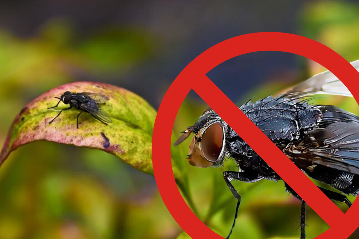 Trucul care te scapă de muște