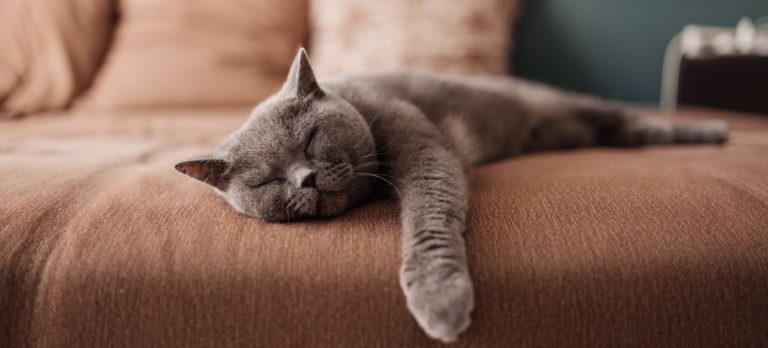 Cum să dormi mai bine când e caniculă afară. Ponturi pentru un somn bun și liniștit