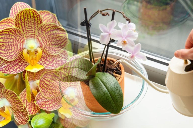 Udă orhideea cu acest amestec secret. O ajută să arate fantastic, niciun dăunător nu se va atinge de floare