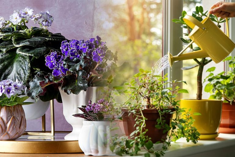 Udă plantele din casă cu acest amestec secret și vor înflori mai frumos ca niciodată. Efectul e vizibil în 48 de ore