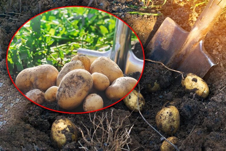 Cu ce se stropesc culturile de cartofi din grădină pentru a scăpa de gândaci. Soluția naturală și eficientă împotriva acestor dăunători