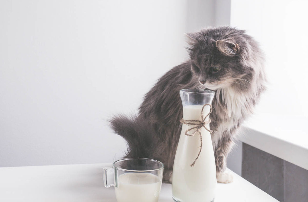 De ce nu ar trebui să-i dai pisicii lapte să bea . Multe persoane fac greșeala