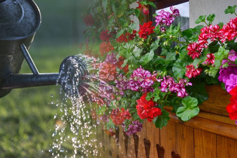 Cu ce să combini apa pentru udat mușcatele. Vor exploda de flori frumoase și colorate