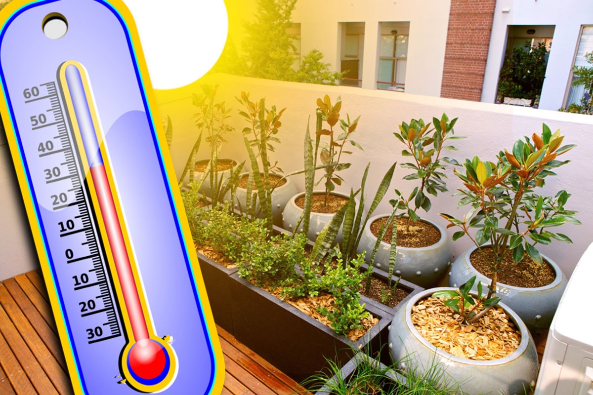 Plante care fac răcoare în casă