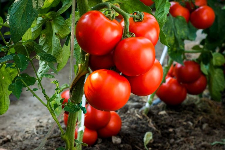 De ce să plantezi ceapă lângă roșii. Trucul secret al grădinarilor cu experiență