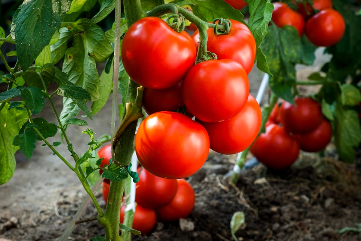 De ce să plantezi ceapă lângă roșii