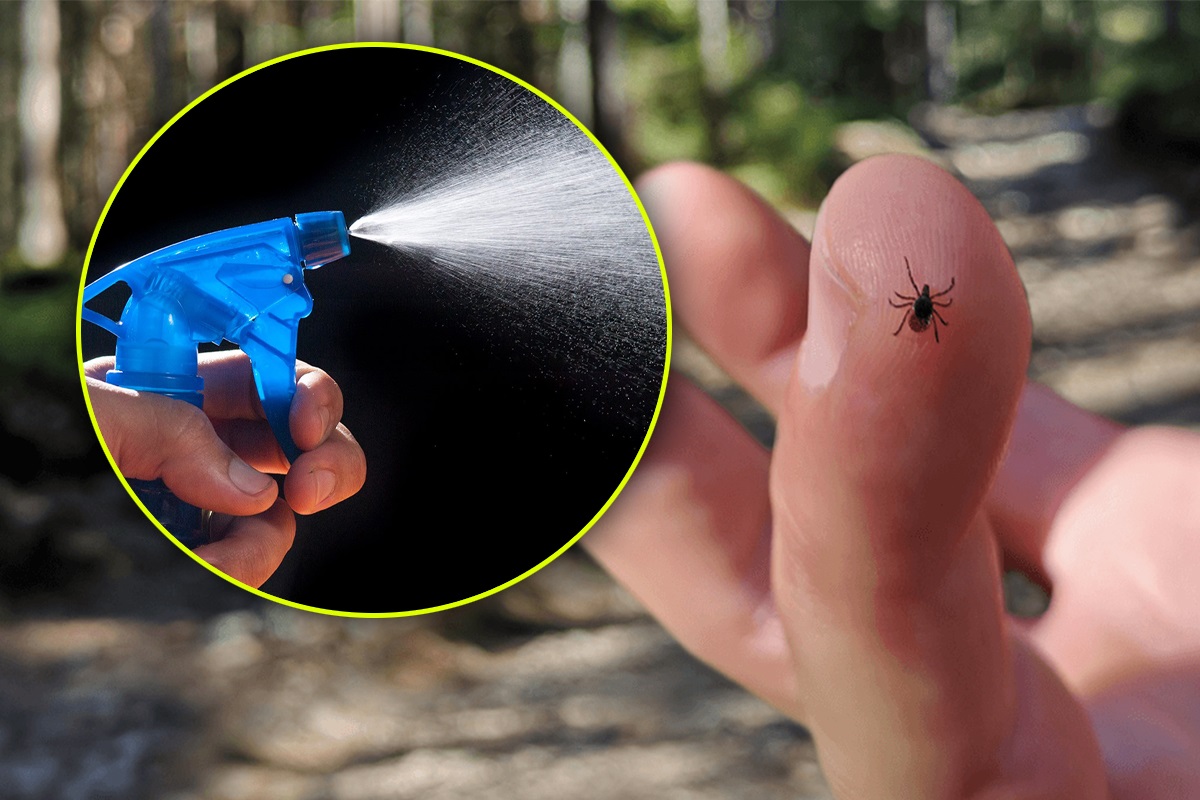 Amestecul extraordinar care ține țânțarii și căpușele la distanță