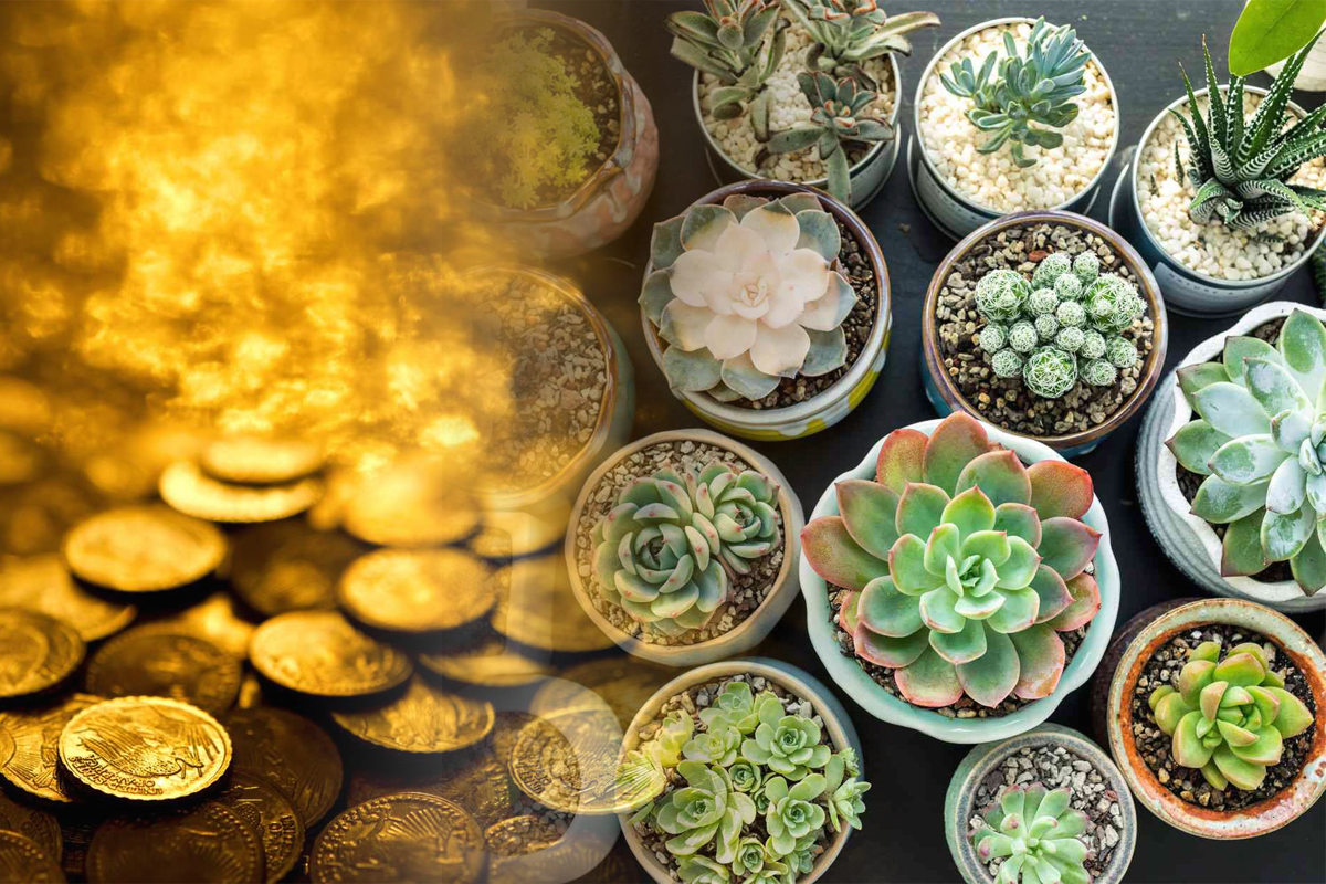 5 plante care aduc noroc si bani