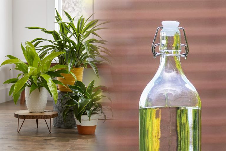 A stropit plantele cu oțet alb și ce a descoperit a lăsat-o fără cuvinte. 3 beneficii de care nimeni nu știa