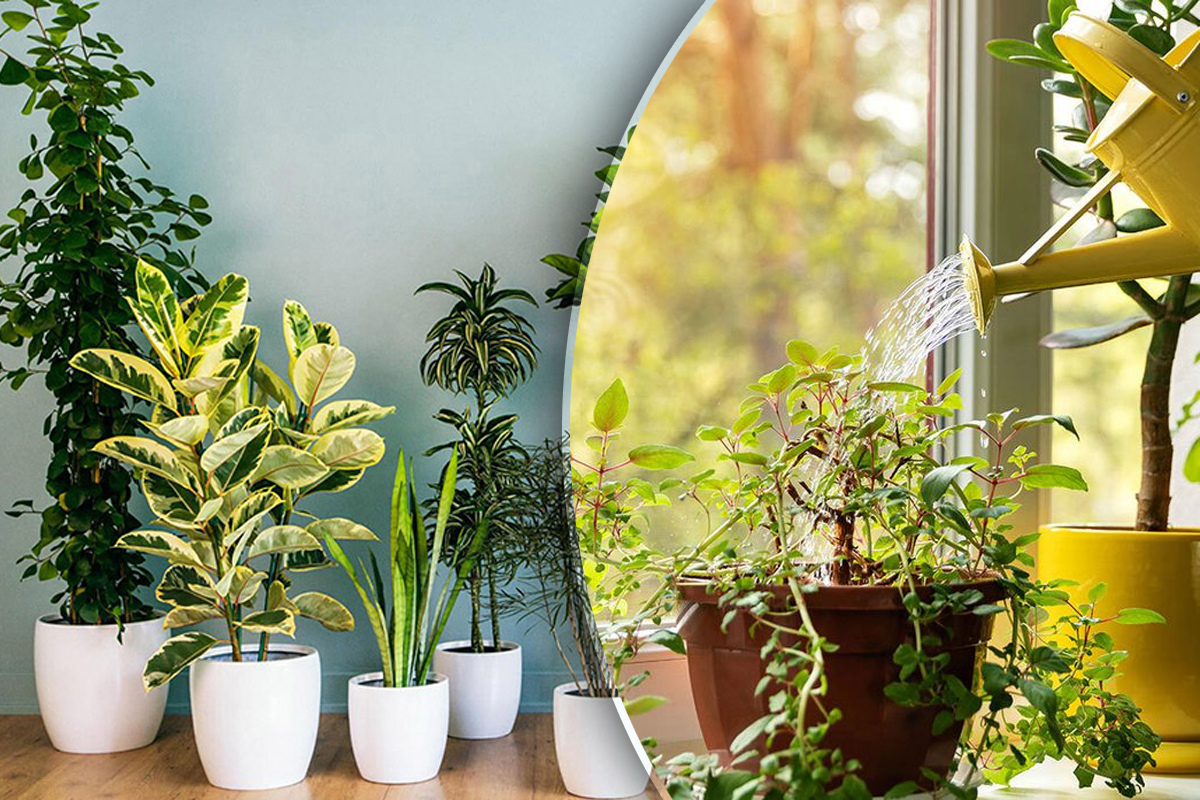 Amestecul puternic care care iti face plantele sa creasca mai repede si sa infloreasca spectaculos. Cu ce trebuie sa le stropesti de fapt