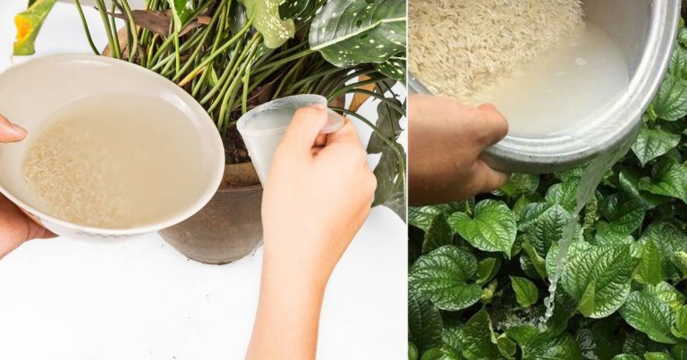 Cât de bună este apa de orez pentru plante. Detaliul esențial pe care nu ți l-a spus nimeni, e aur curat