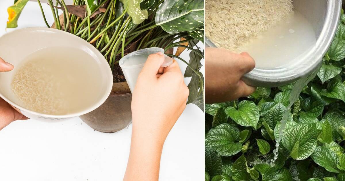 Beneficiile apei de orez pentru plante