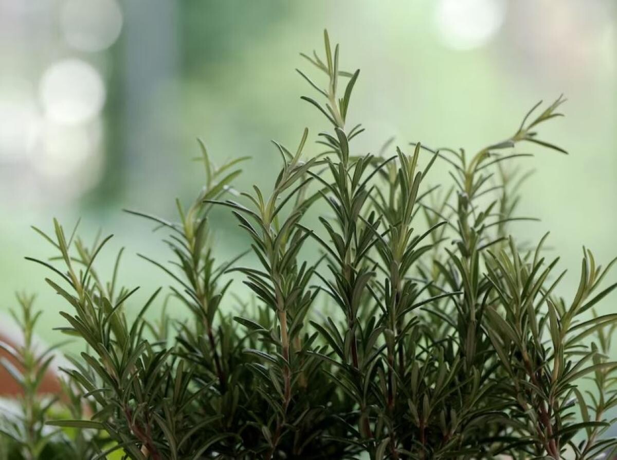 Beneficiile rozmarinului