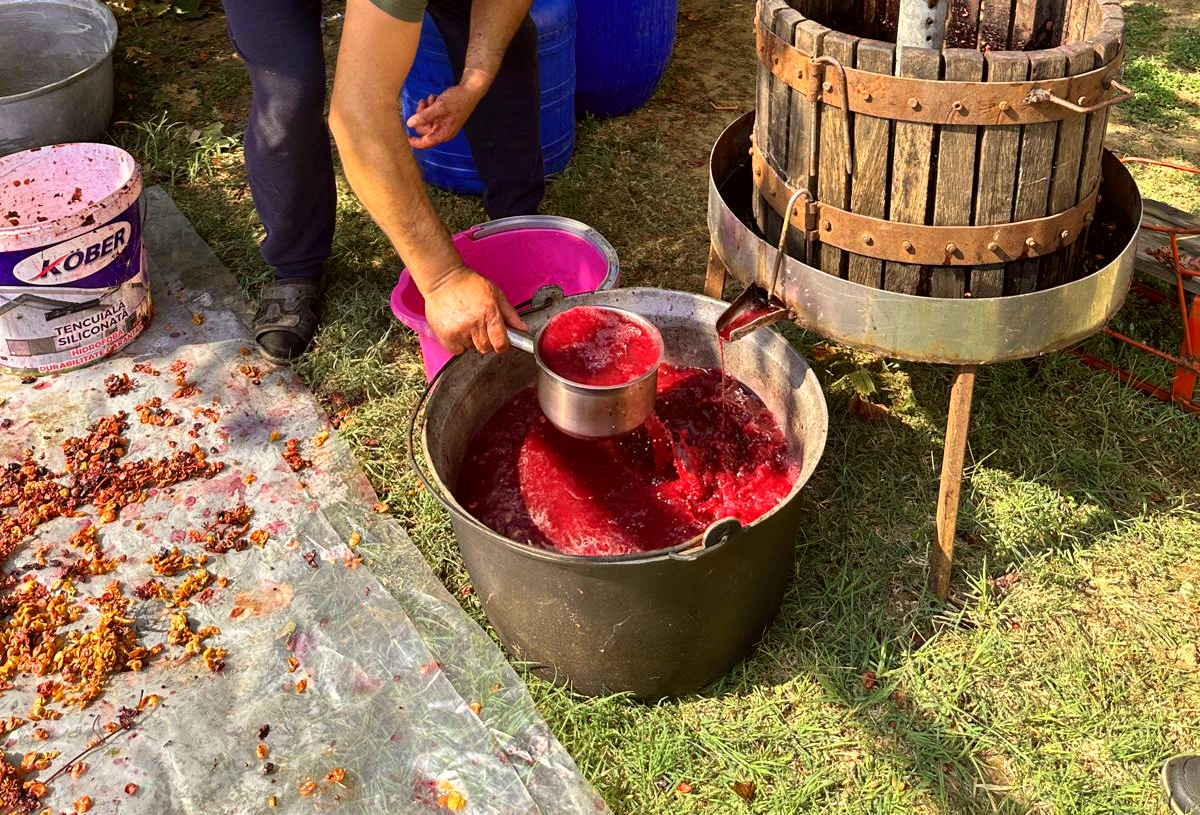 Care este cea mai bună perioadă pentru a culege strugurii să faci vin