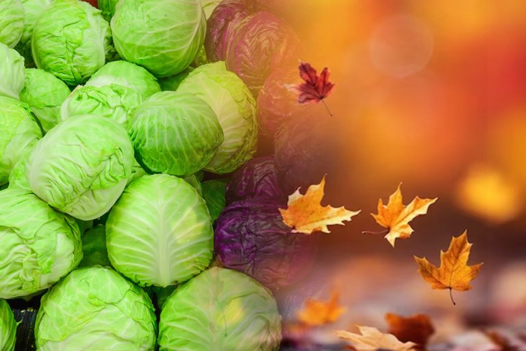 Când se seamănă varza de toamnă. Secretul grădinarilor pentru o recoltă bogată
