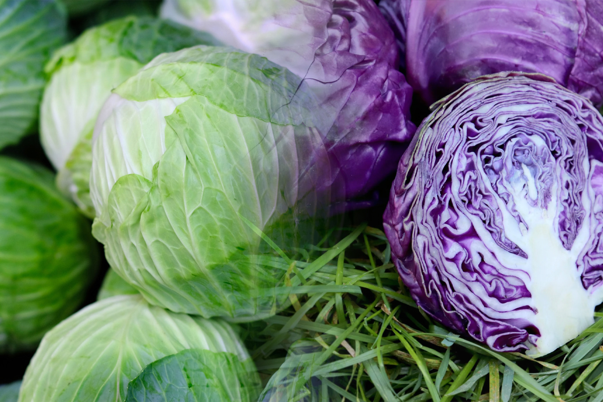Care este cea mai buna varza de pus la murat