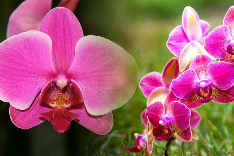 Care este pluralul cuvântului orhidee. Puțini știu asta