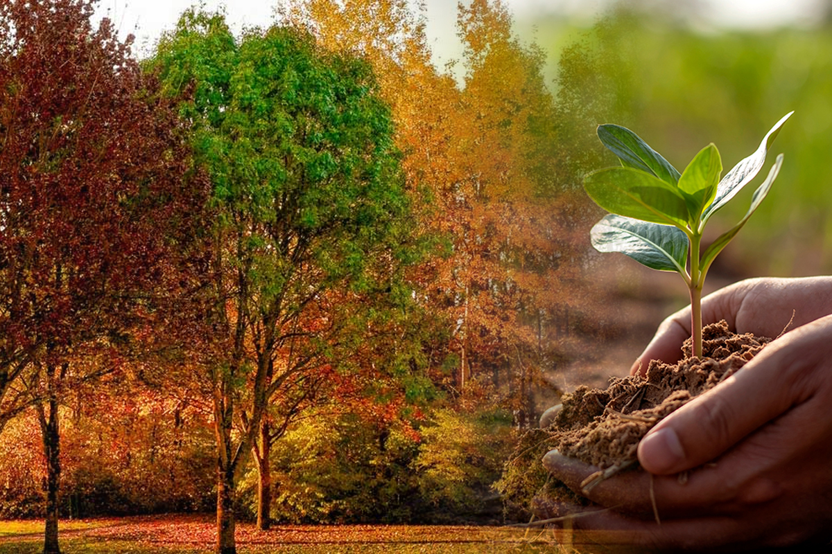 Ce copaci sa nu plantezi in curte