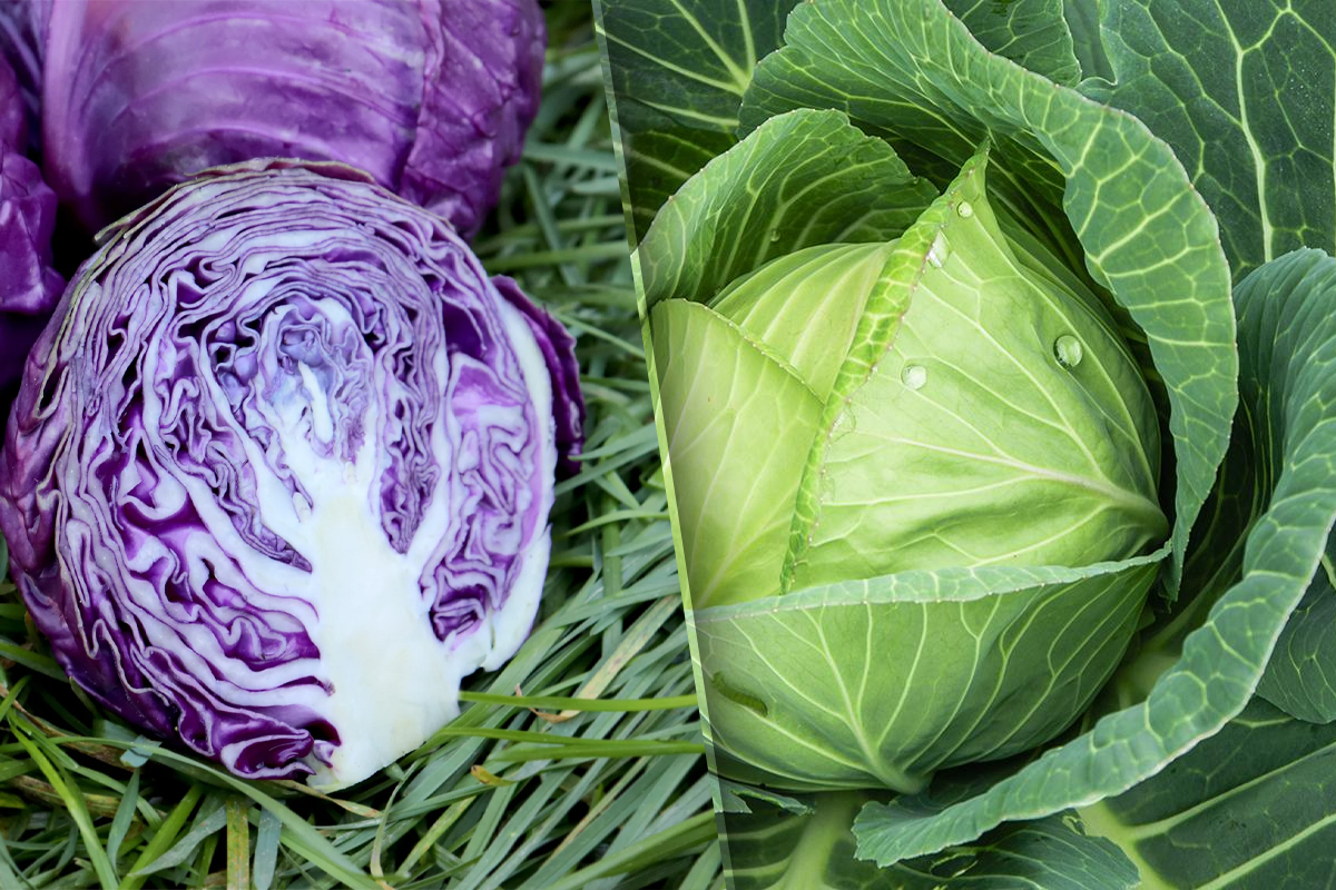 Ce diferențe sunt între varza albă și varza roșie