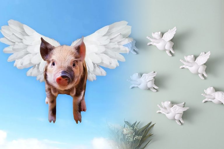 Ce înseamnă, de fapt, expresia “Când o zbura porcul”. Mulți o folosesc fără să știe sensul real