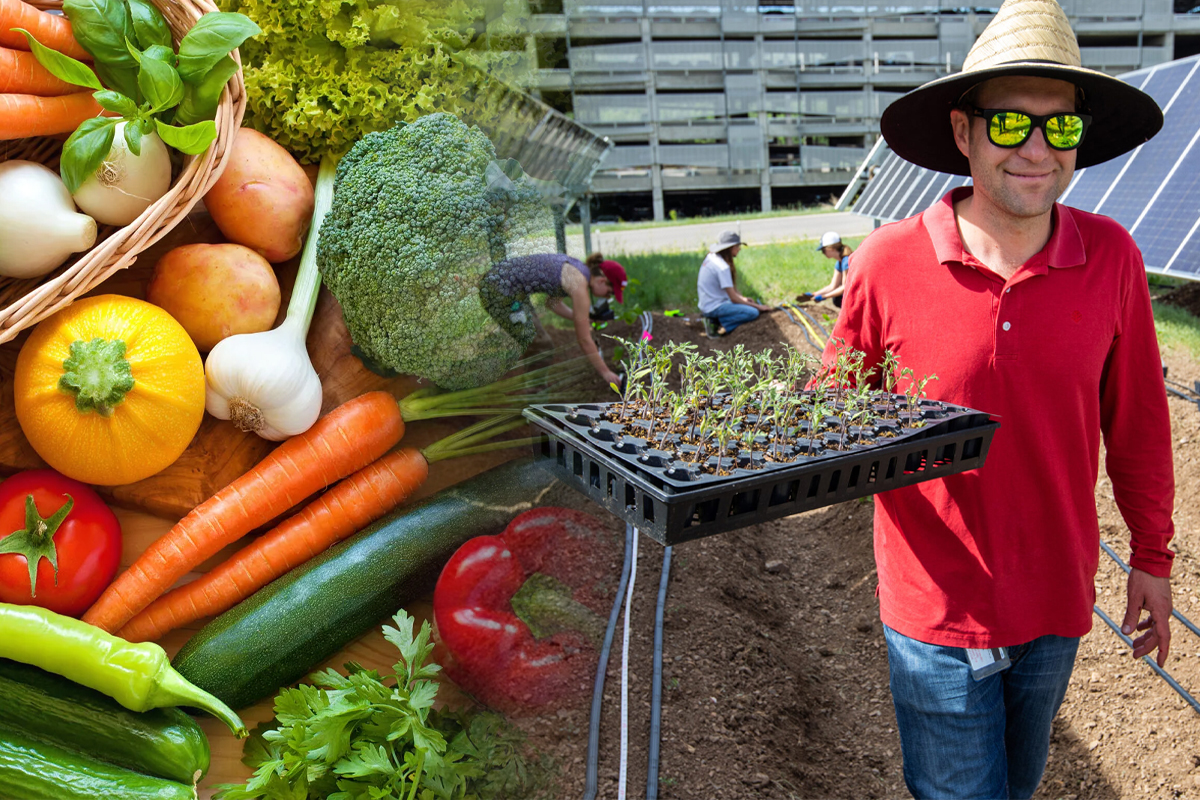 Ce legume se plantează toamna în solar