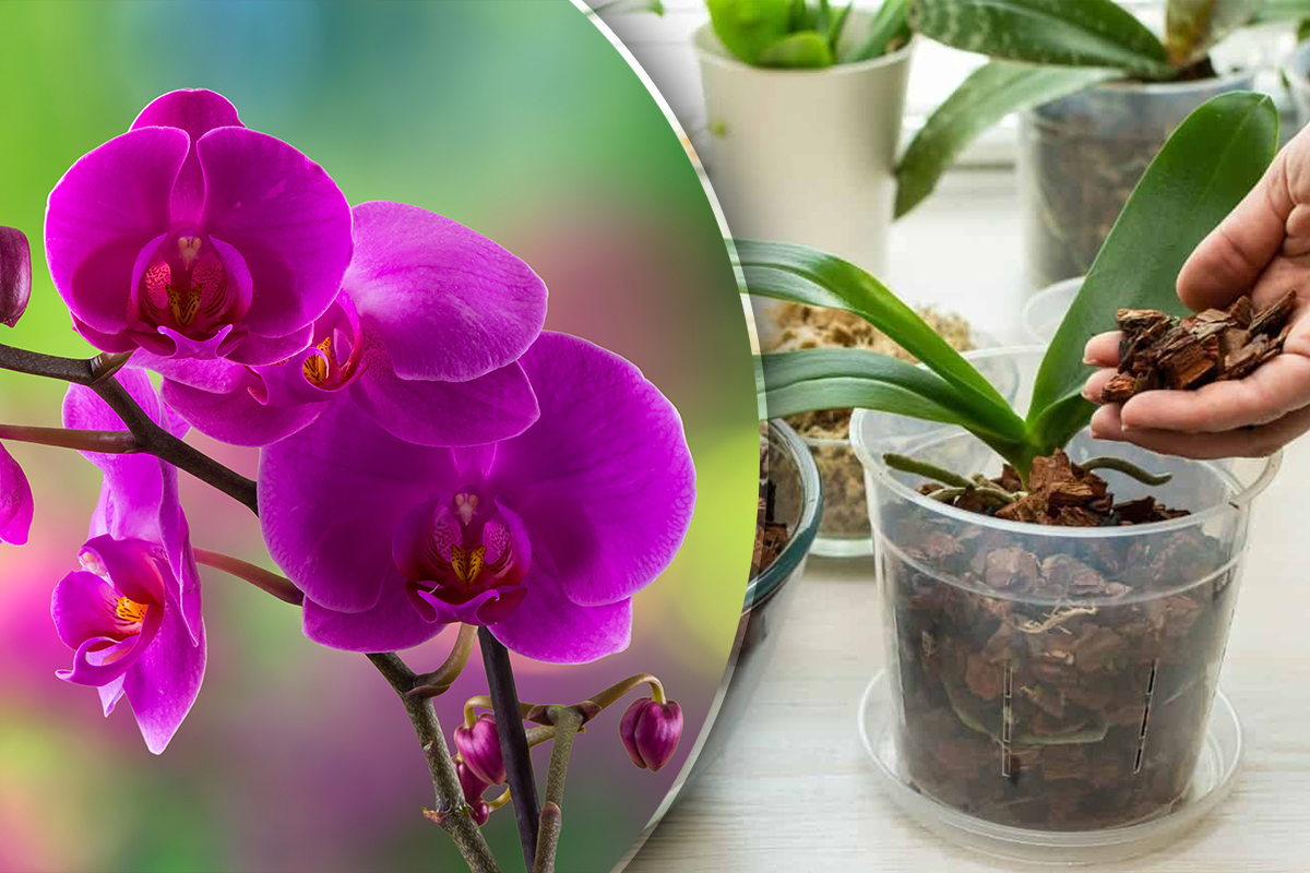 Ce pământ se pune la orhidee