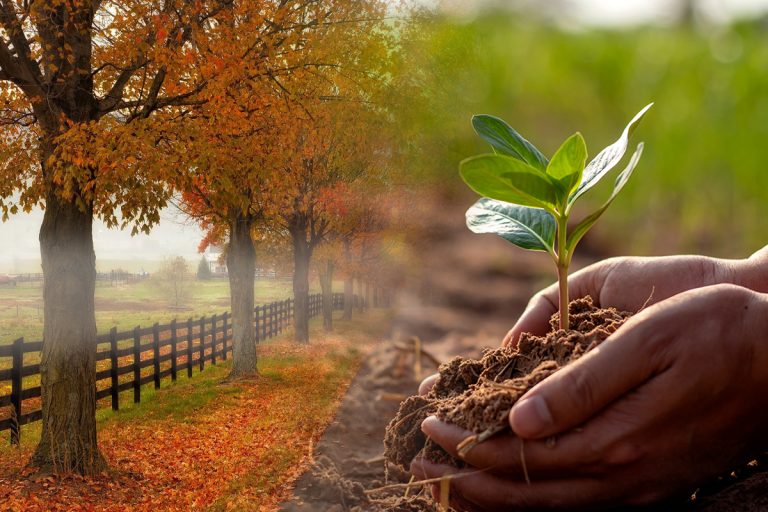 Ce pomi se plantează toamna. Regula de aur pentru a rezista la frig și a avea rod bogat