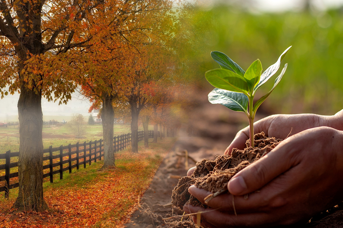 Ce pomi se plantează toamna