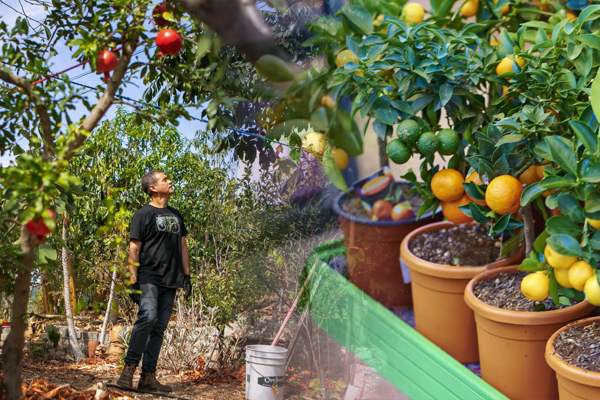 Ce poti planta printre pomii fructiferi