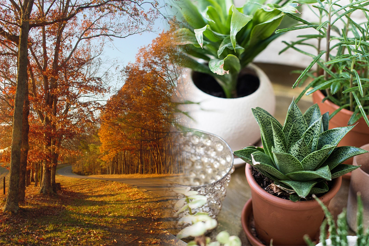 Ce sa faci toamna cu plantele, ca sa arate spectaculos. Trucurile care iti sar in ajutor